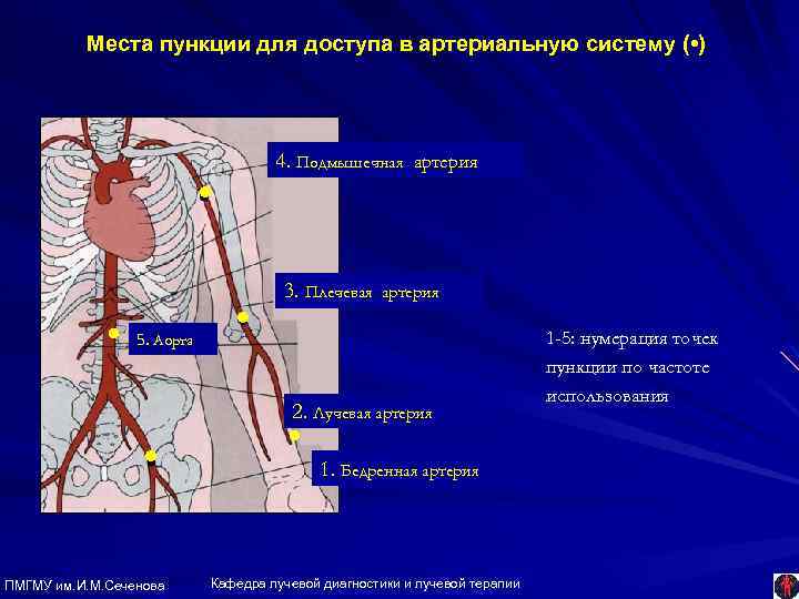Места пункции для доступа в артериальную систему ( • ) 4. Подмышечная артерия •