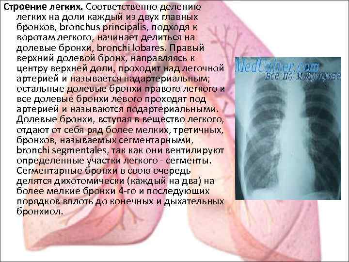 Строение легких. Соответственно делению легких на доли каждый из двух главных бронхов, bronchus principalis,