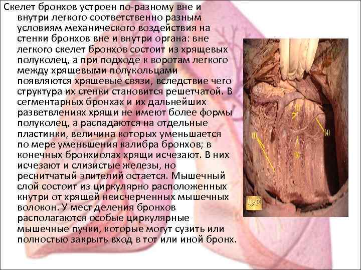Скелет бронхов устроен по-разному вне и внутри легкого соответственно разным условиям механического воздействия на