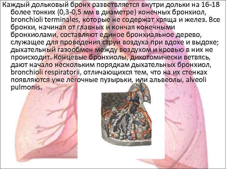 Каждый дольковый бронх разветвляется внутри дольки на 16 -18 более тонких (0, 3 -0,