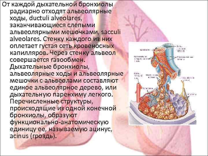 Бронхиолы