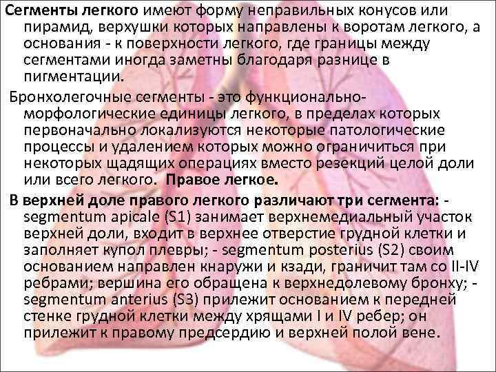 Сегменты легкого имеют форму неправильных конусов или пирамид, верхушки которых направлены к воротам легкого,