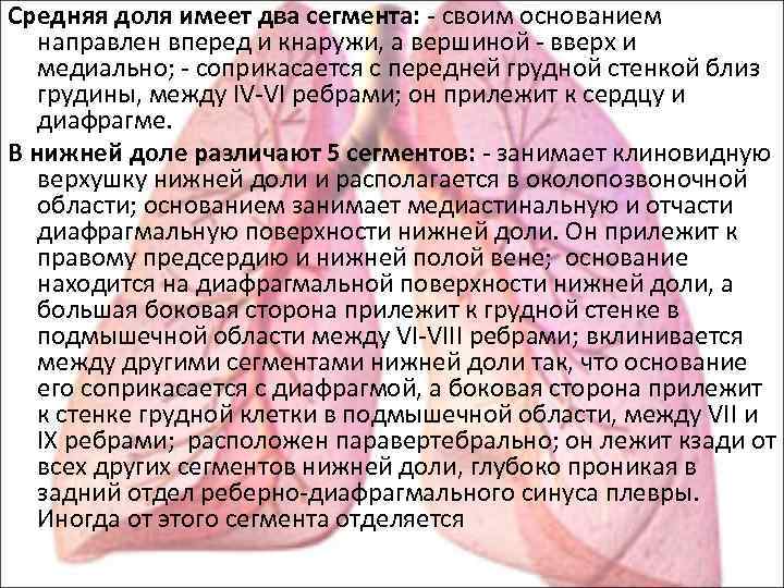 Средняя доля имеет два сегмента: - своим основанием направлен вперед и кнаружи, а вершиной