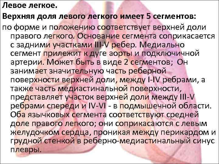 Левое легкое. Верхняя доля левого легкого имеет 5 сегментов: по форме и положению соответствует