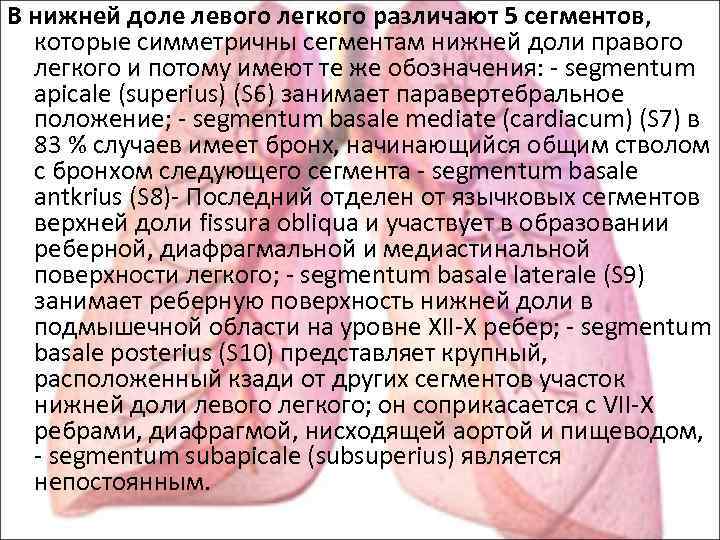В нижней доле левого легкого различают 5 сегментов, которые симметричны сегментам нижней доли правого