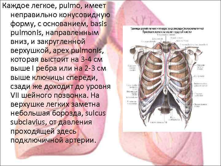 Правое легкое состоит из