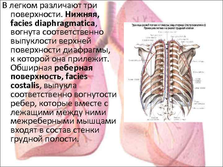 В легком различают три поверхности. Нижняя, facies diaphragmatica, вогнута соответственно выпуклости верхней поверхности диафрагмы,