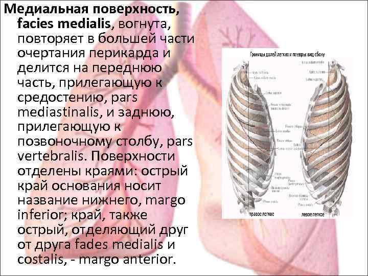 Образование s6 правого легкого