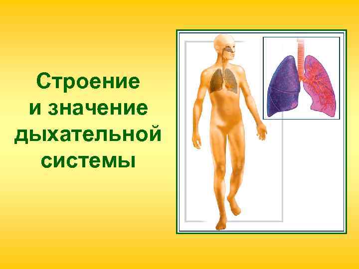 Строение и значение дыхательной системы 