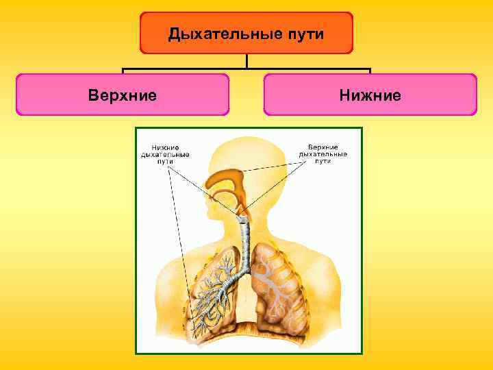 Дыхательные пути Верхние Нижние 