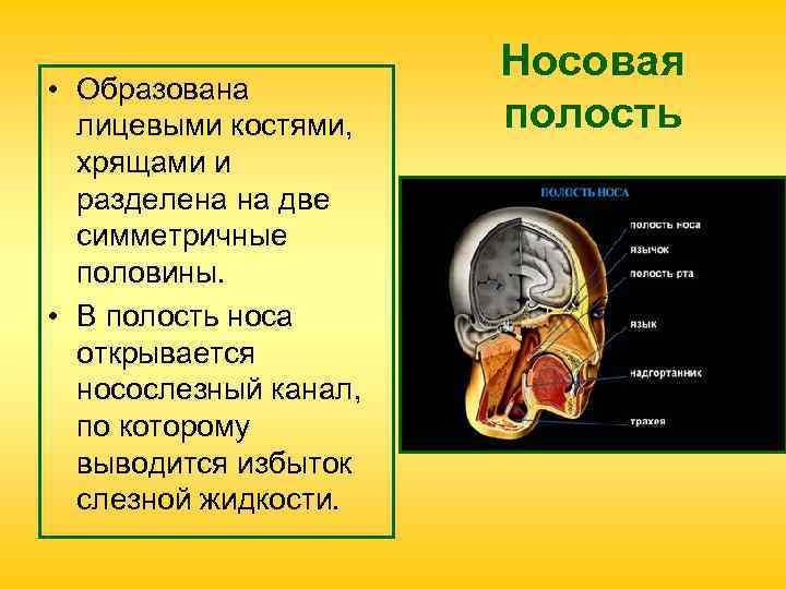  • Образована лицевыми костями, хрящами и разделена на две симметричные половины. • В