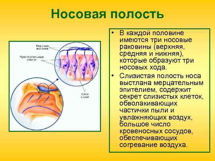 Носовая полость • В каждой половине имеются три носовые раковины (верхняя, средняя и нижняя),