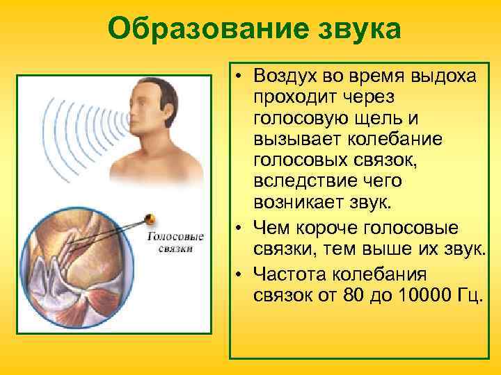 Образование звука • Воздух во время выдоха проходит через голосовую щель и вызывает колебание