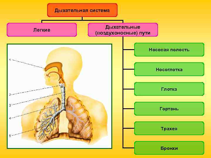 Дыхательная система Легкие Дыхательные (воздухоносные) пути Носовая полость Носоглотка Гортань Трахея Бронхи 