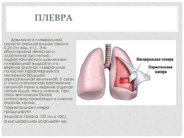 ПЛЕВРА Давление в плевральной полости отрицательное (около 0, 25 см вод. ст. ). Это