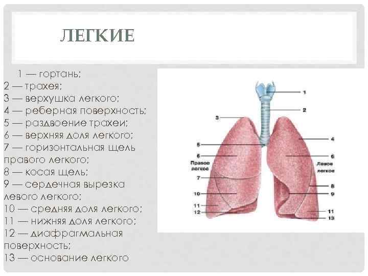 ЛЕГКИЕ 1 — гортань; 2 — трахея; 3 — верхушка легкого; 4 — реберная