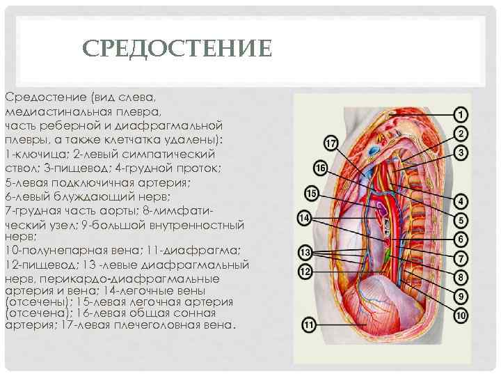 СРЕДОСТЕНИЕ Средостение (вид слева, медиастинальная плевра, часть реберной и диафрагмальной плевры, а также клетчатка