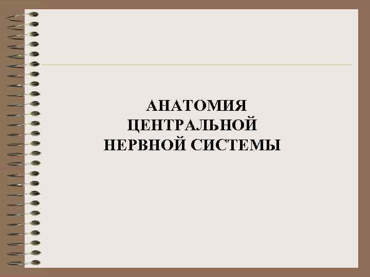 АНАТОМИЯ ЦЕНТРАЛЬНОЙ НЕРВНОЙ СИСТЕМЫ 