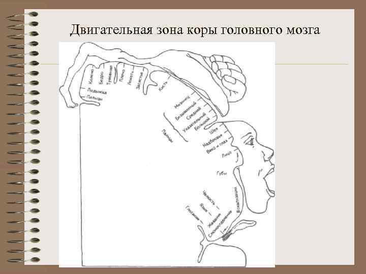 Двигательная зона коры головного мозга 