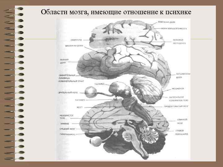Области мозга, имеющие отношение к психике Психика и мозг 