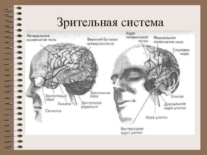Зрительная система 