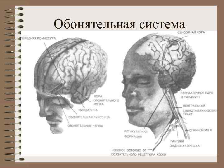 Обонятельная система 