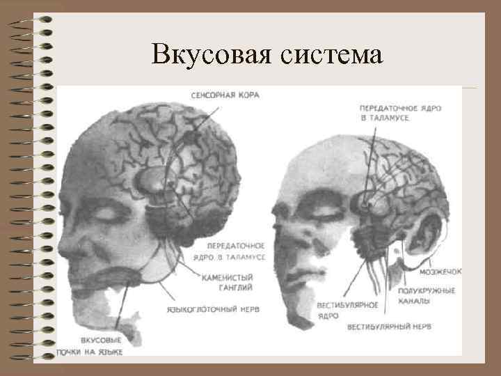 Вкусовая система 