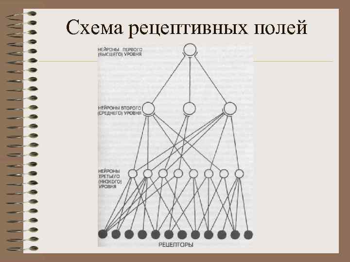 Схема рецептивных полей 