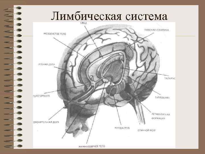 Лимбическая система 