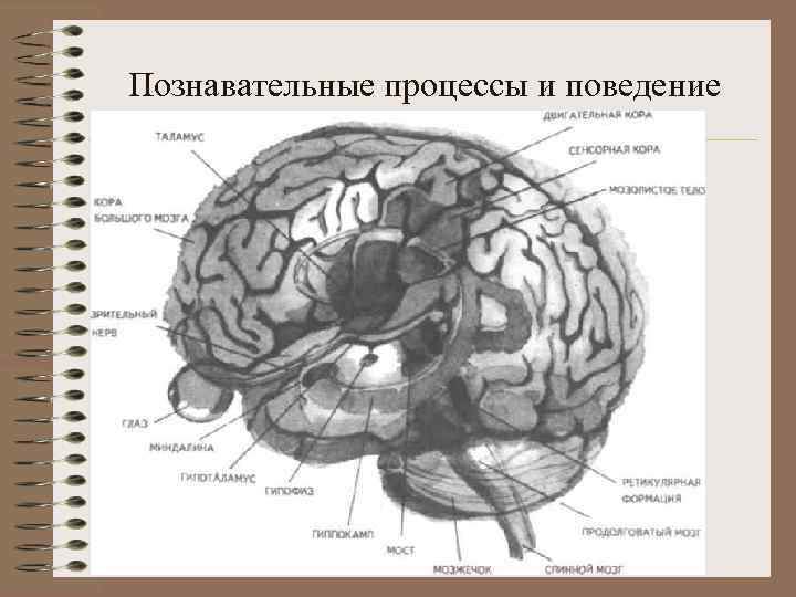 Познавательные процессы и поведение 