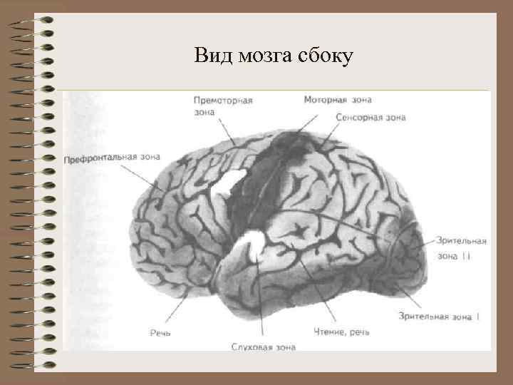 Вид мозга сбоку 