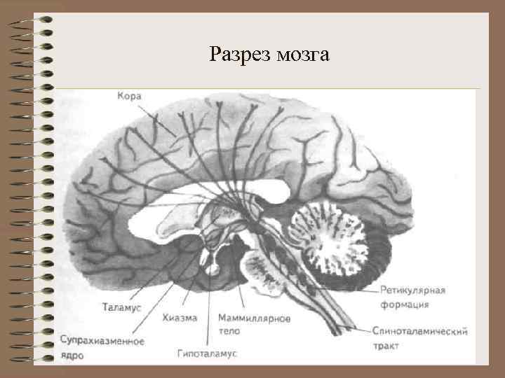 Разрез мозга 