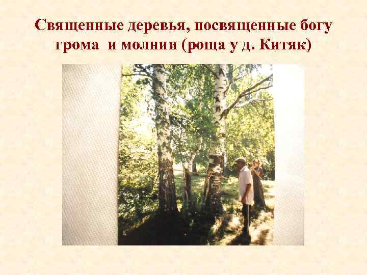 Священные деревья, посвященные богу грома и молнии (роща у д. Китяк) 