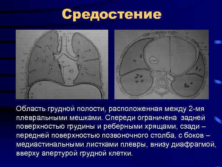 Средостение это. Средостения грудной клетки. Клетчатка средостения. Полость средостения. Разделение средостения.