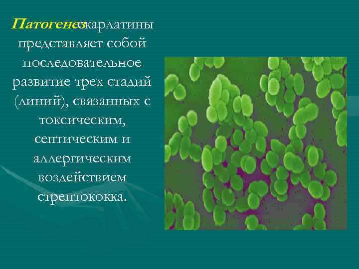 Патогенез скарлатины представляет собой последовательное развитие трех стадий (линий), связанных с токсическим, септическим и