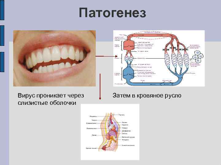 Патогенез Вирус проникает через слизистые оболочки Затем в кровяное русло 