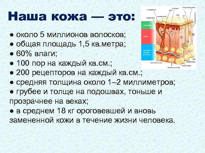 Наша кожа — это: ● около 5 миллионов волосков; ● общая площадь 1, 5