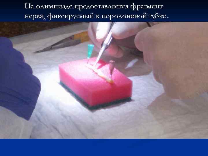 На олимпиаде предоставляется фрагмент нерва, фиксируемый к поролоновой губке. 