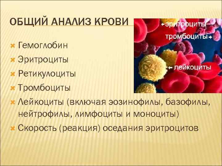 ОБЩИЙ АНАЛИЗ КРОВИ Гемоглобин Эритроциты Ретикулоциты Тромбоциты Лейкоциты (включая эозинофилы, базофилы, нейтрофилы, лимфоциты и