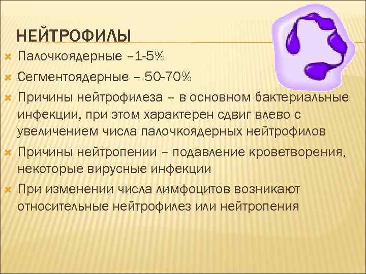 Сегментоядерные нейтрофилы понижены