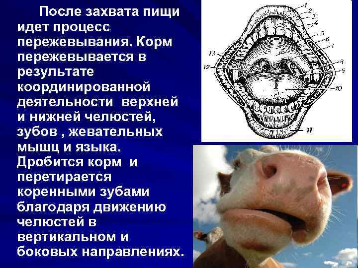 После захвата пищи идет процесс пережевывания. Корм пережевывается в результате координированной деятельности верхней и