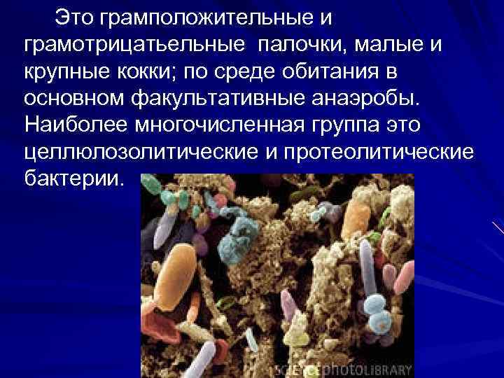 Это грамположительные и грамотрицатьельные палочки, малые и крупные кокки; по среде обитания в основном