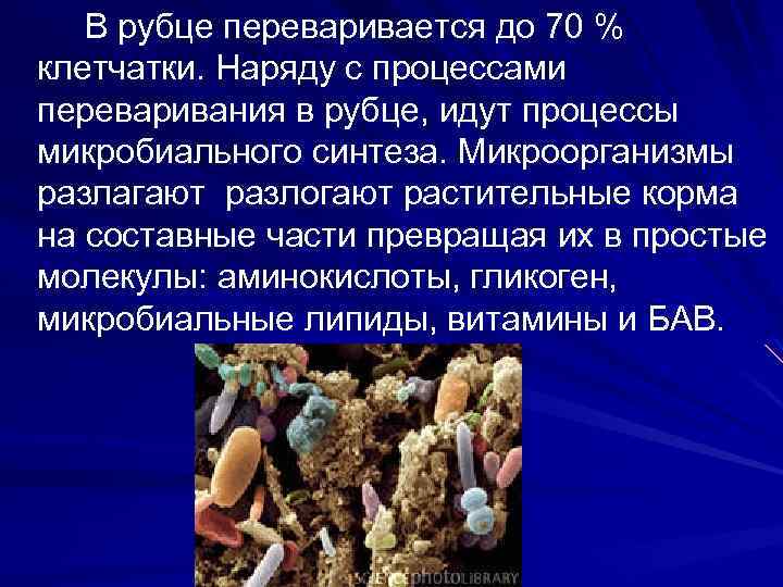 В рубце переваривается до 70 % клетчатки. Наряду с процессами переваривания в рубце, идут