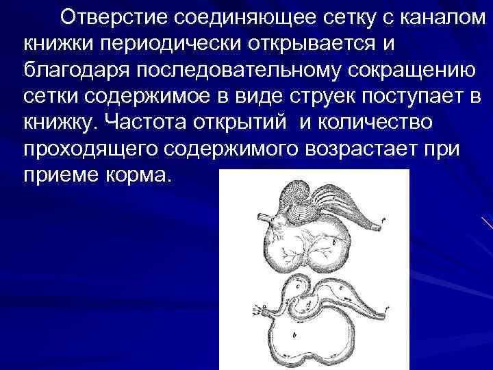 Отверстие соединяющее сетку с каналом книжки периодически открывается и благодаря последовательному сокращению сетки содержимое