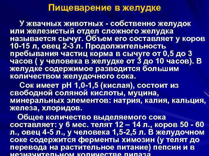 Пищеварение в желудке У жвачных животных - собственно желудок или железистый отдел сложного желудка