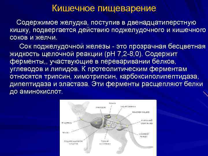 Кишечное пищеварение Содержимое желудка, поступив в двенадцатиперстную кишку, подвергается действию поджелудочного и кишечного соков