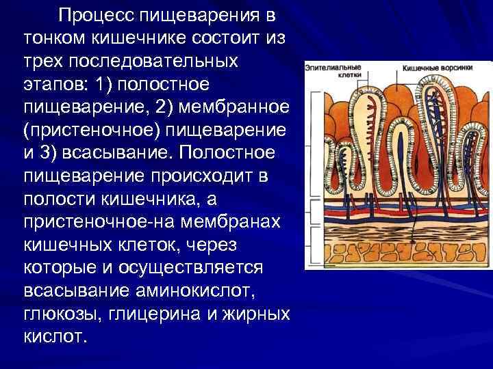 Тонкая кишка состоит из