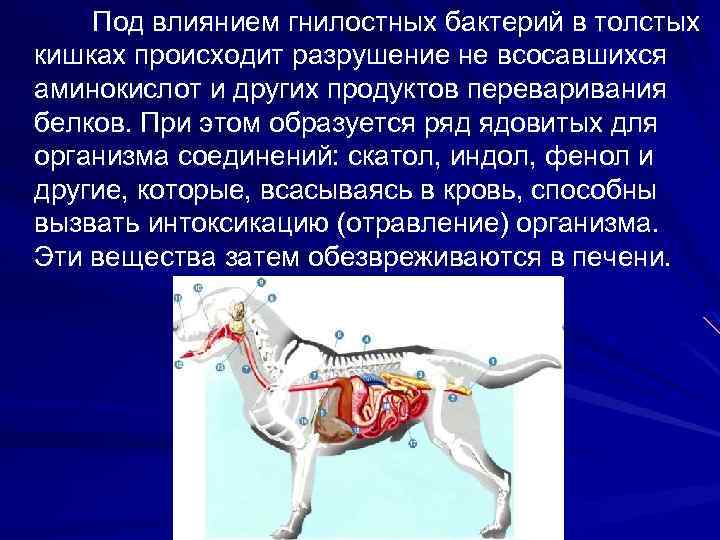 Под влиянием гнилостных бактерий в толстых кишках происходит разрушение не всосавшихся аминокислот и других