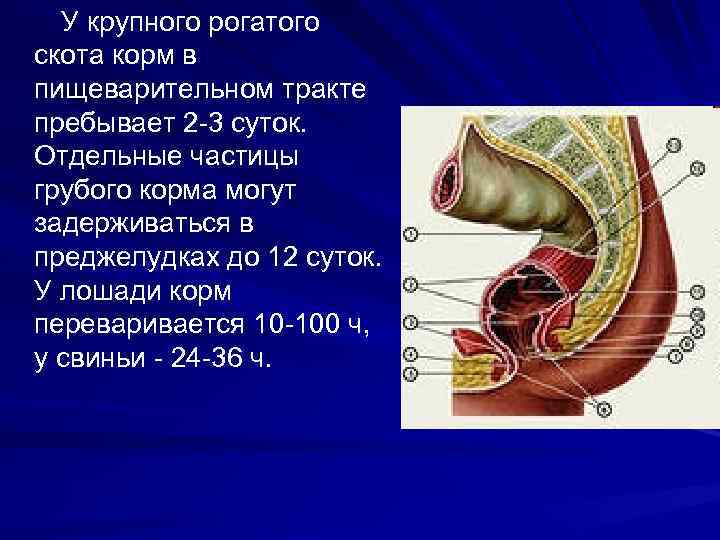 У крупного рогатого скота корм в пищеварительном тракте пребывает 2 -3 суток. Отдельные частицы