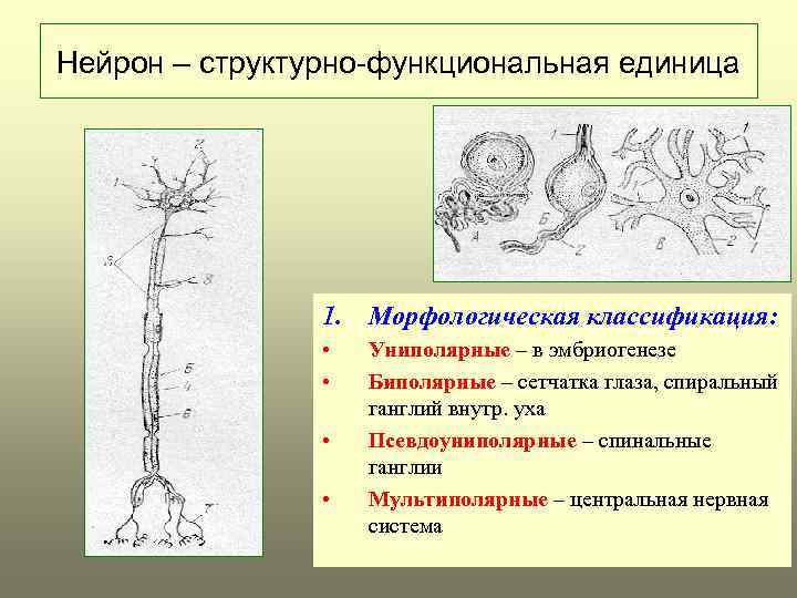Нейрон – структурно-функциональная единица 1. Морфологическая классификация: • • Униполярные – в эмбриогенезе Биполярные
